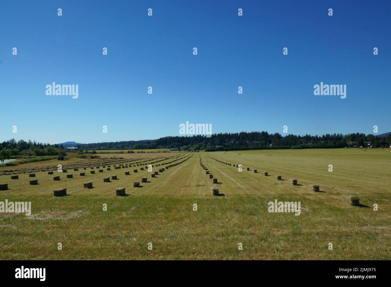 Pacas de heno alineadas en un campo agrícola. Foto de stock