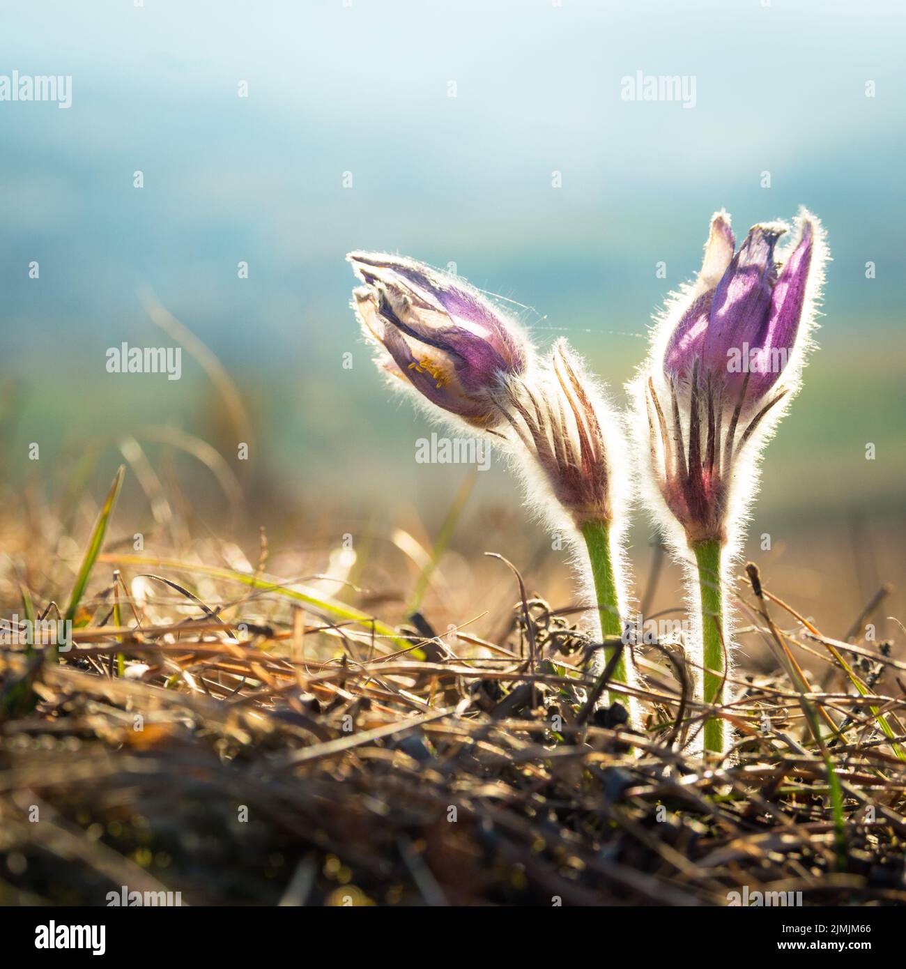 Primer plano de una flor de pasque púrpura imaginado durante la primavera Foto de stock