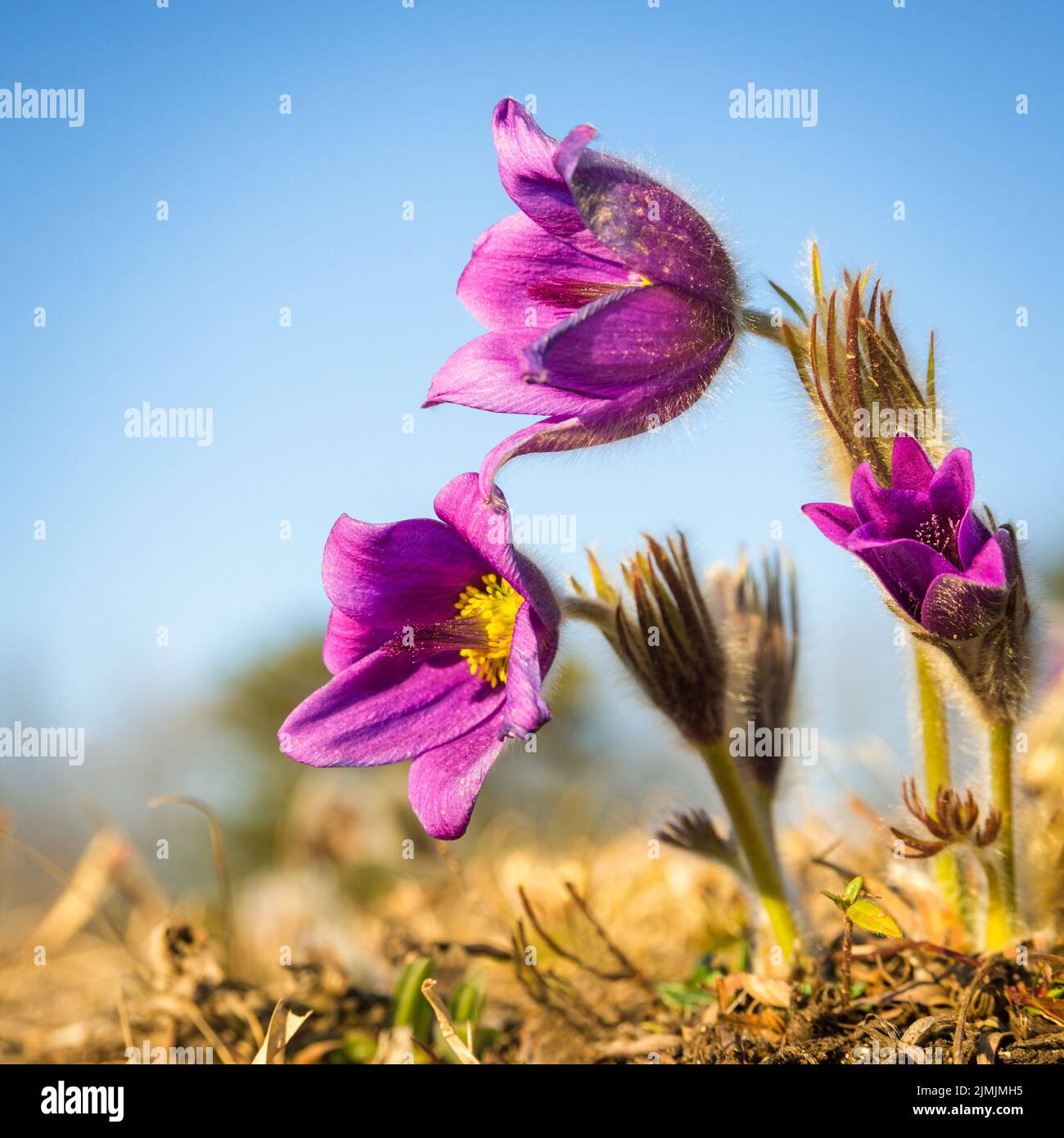 Primer plano de una flor de pasque púrpura imaginado durante la primavera Foto de stock