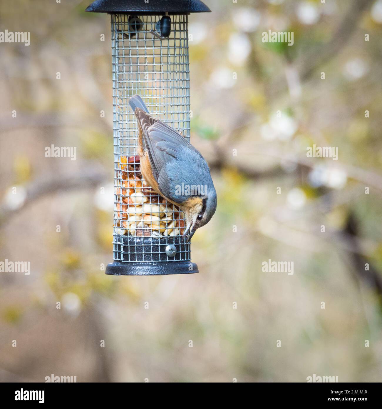 Trepador Azul en un comedero para pájaros Foto de stock