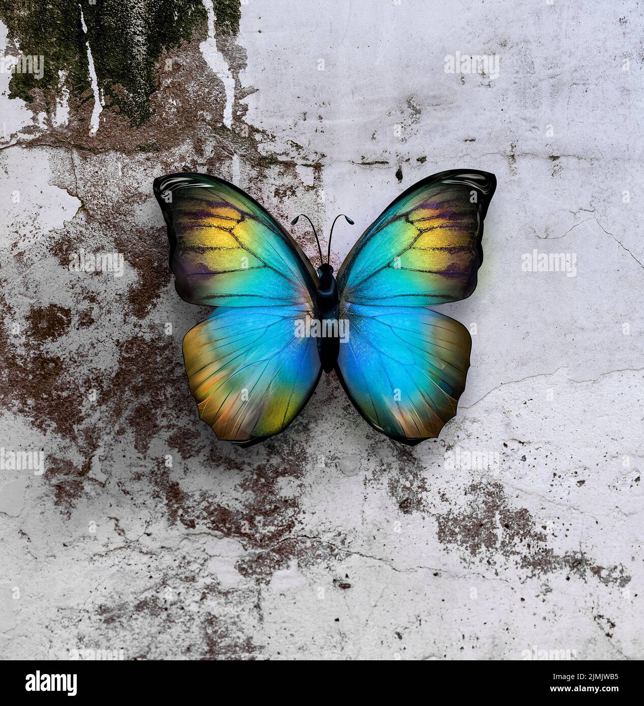 Hermosa mariposa en la pared Foto de stock