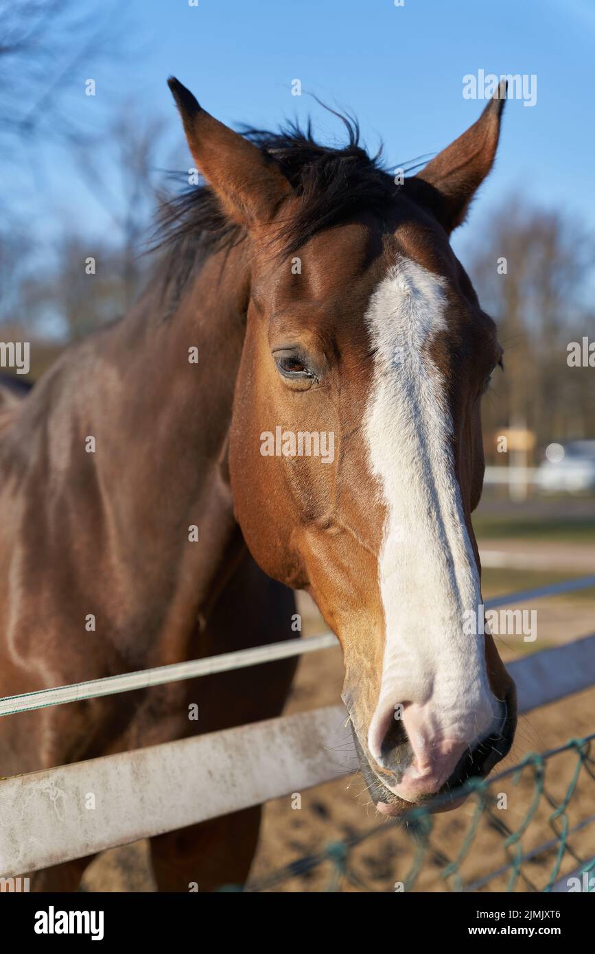 Vista frontal de un caballo marrón en una granja de caballos cerca de la ciudad de Magdeburg en Alemania Foto de stock
