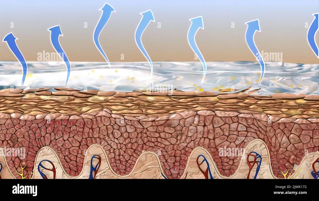 La epidermis es la capa exterior de la piel definida como epitelio escamoso estratificado. Foto de stock