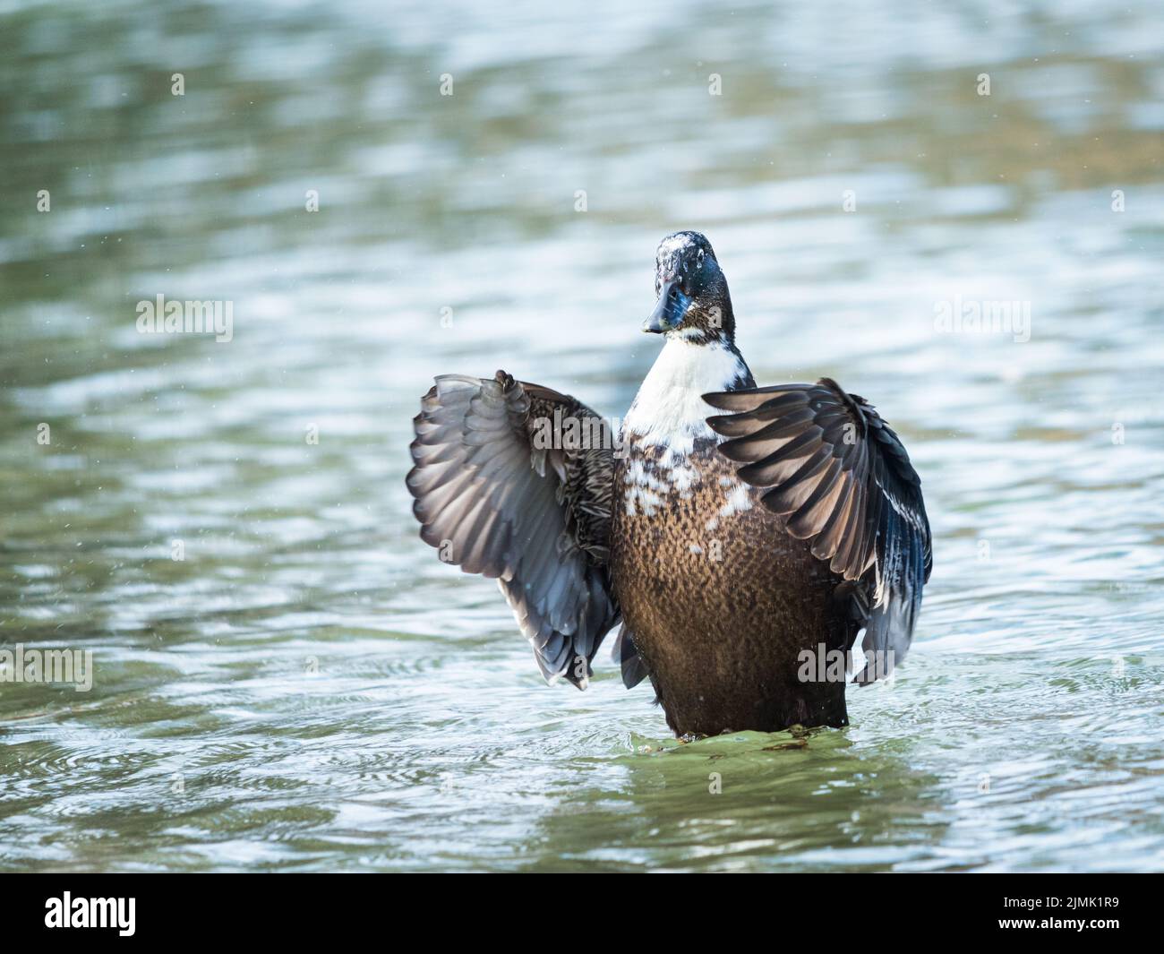 Un macho Mallard Anas platyrhynchos aleteando las alas Foto de stock