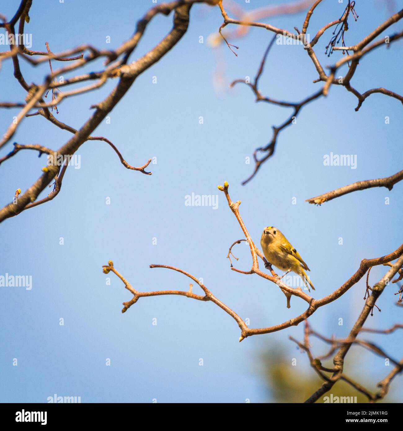 Goldcrest sentado en la rama de un árbol en invierno. Foto de stock