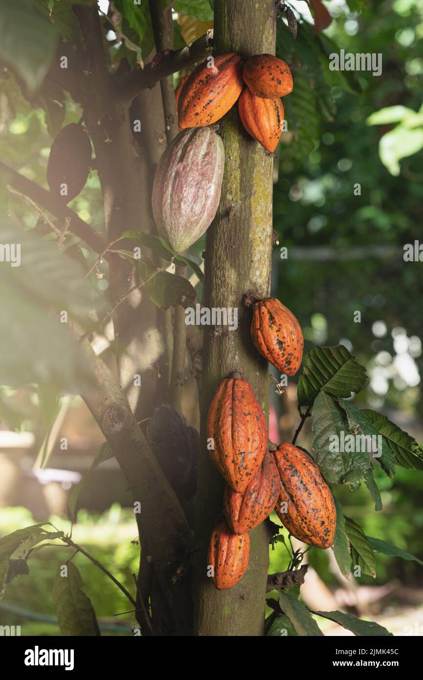Listos para vainas maduras de cacao cuelgan en el árbol cerca de la vista Foto de stock
