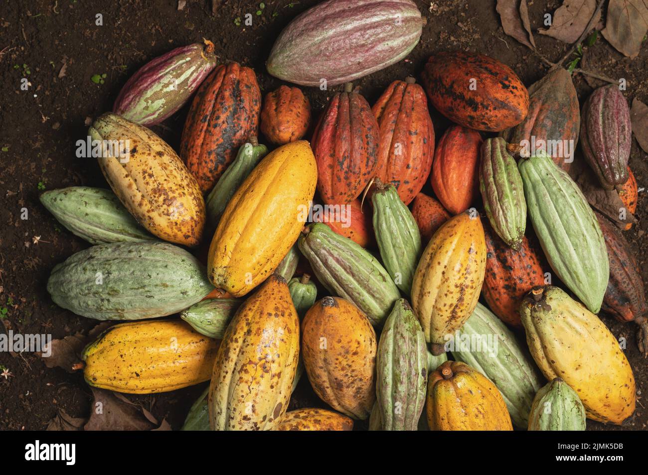 Pila de frutos maduros de cacao sobre fondo del suelo Foto de stock