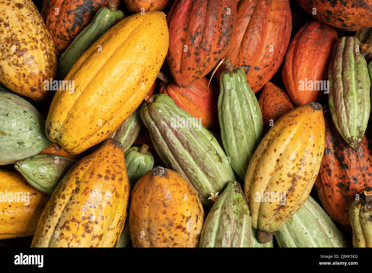 Coloridas vainas de cacao plano fondo macro primer plano vista Foto de stock
