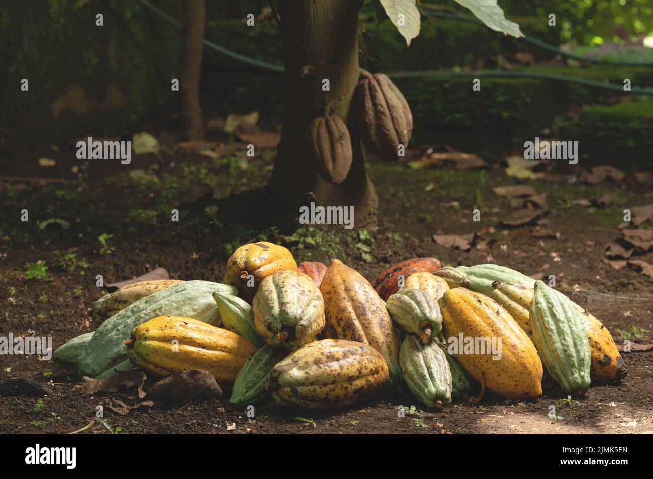 Pila de vainas de cacao maduras en el suelo debajo de la planta arbórea Foto de stock