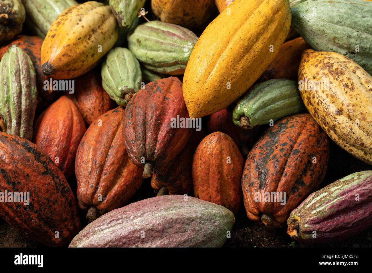 Fondo brillante y colorido de la vaina de la planta de cacao Foto de stock