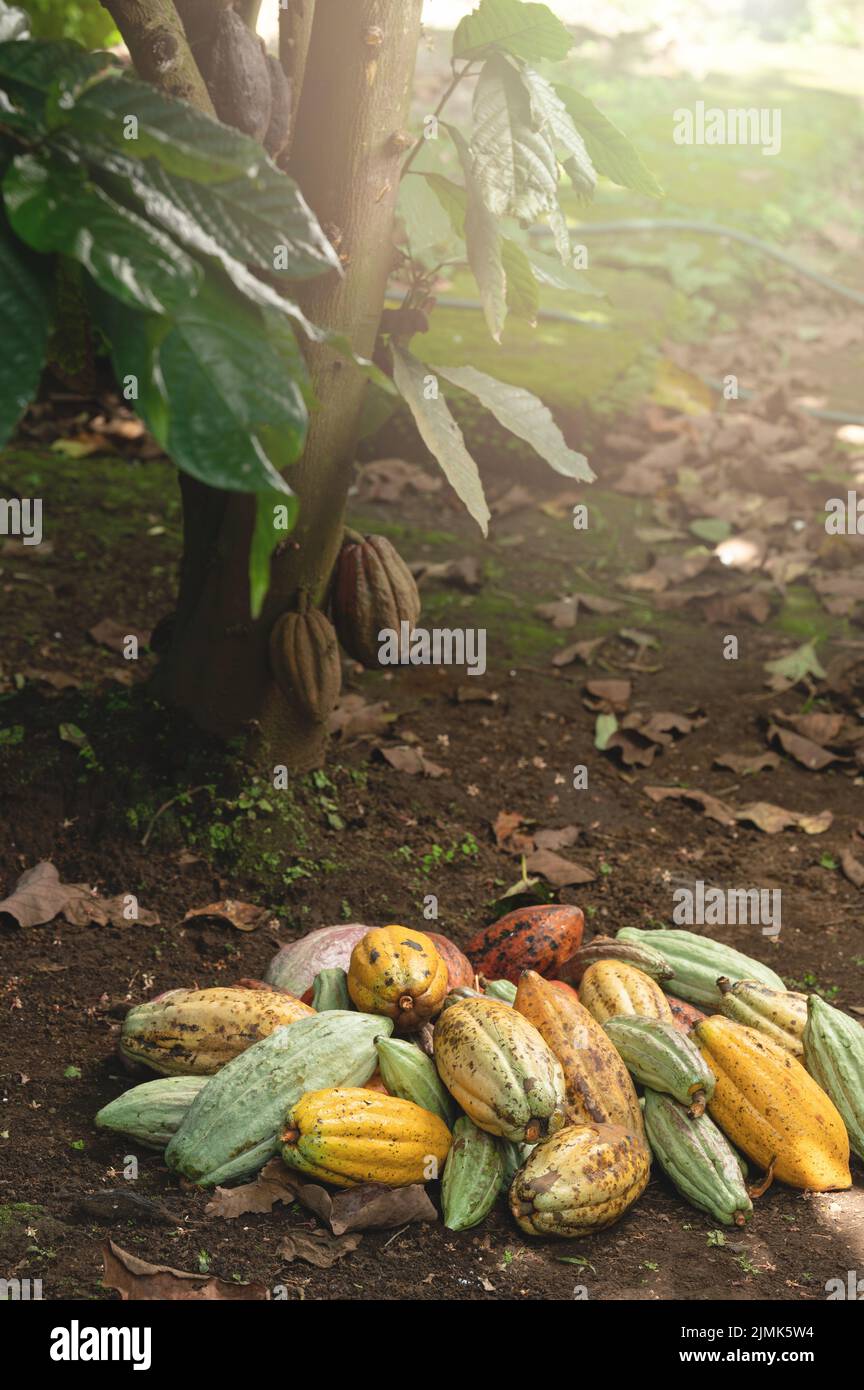 Tema de la agricultura del cacao. Grupo de pilas de cacao debajo del árbol Foto de stock