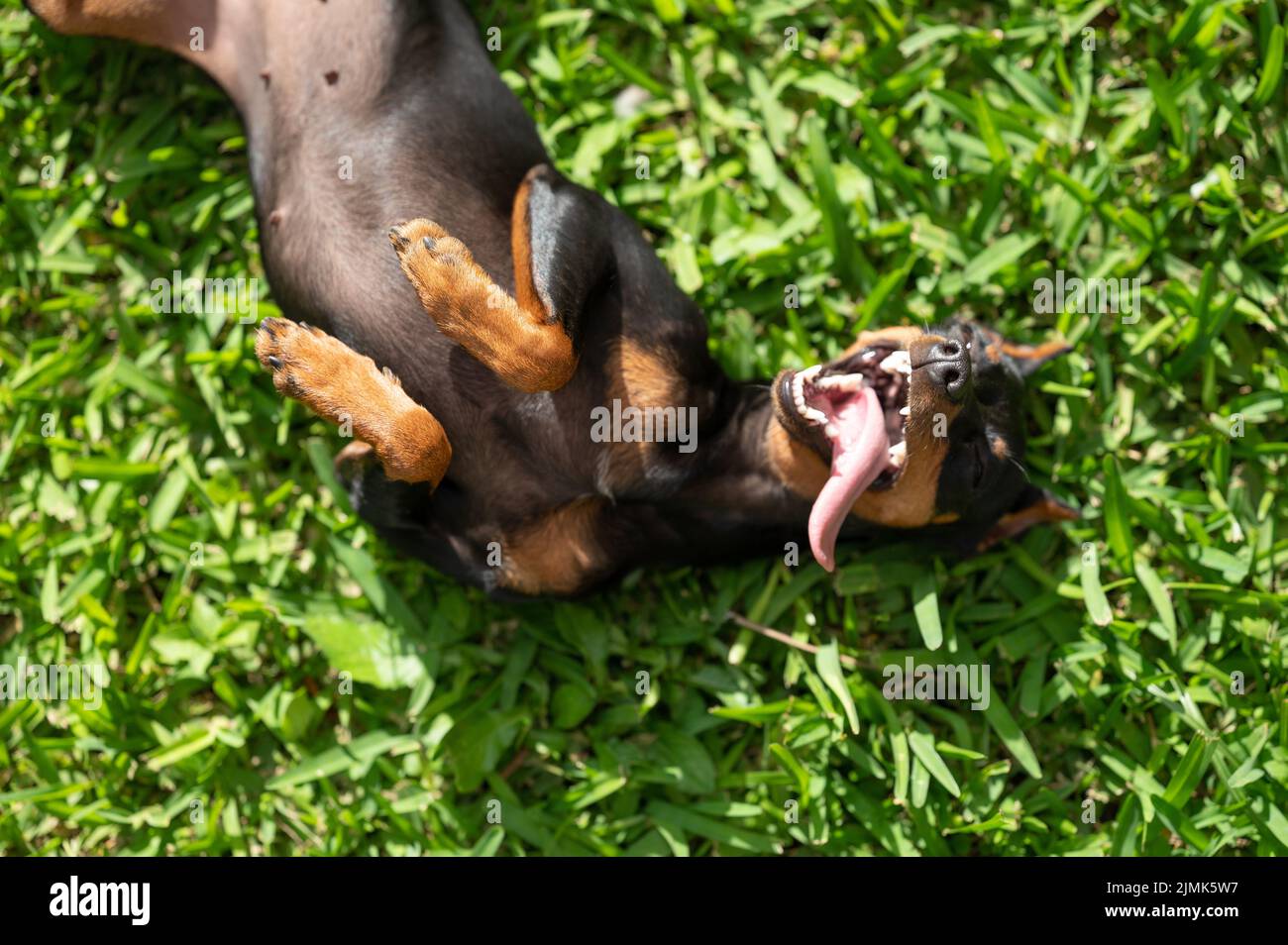 Perro lanzador acostado vientre arriba sobre hierba verde por encima de la vista superior Foto de stock