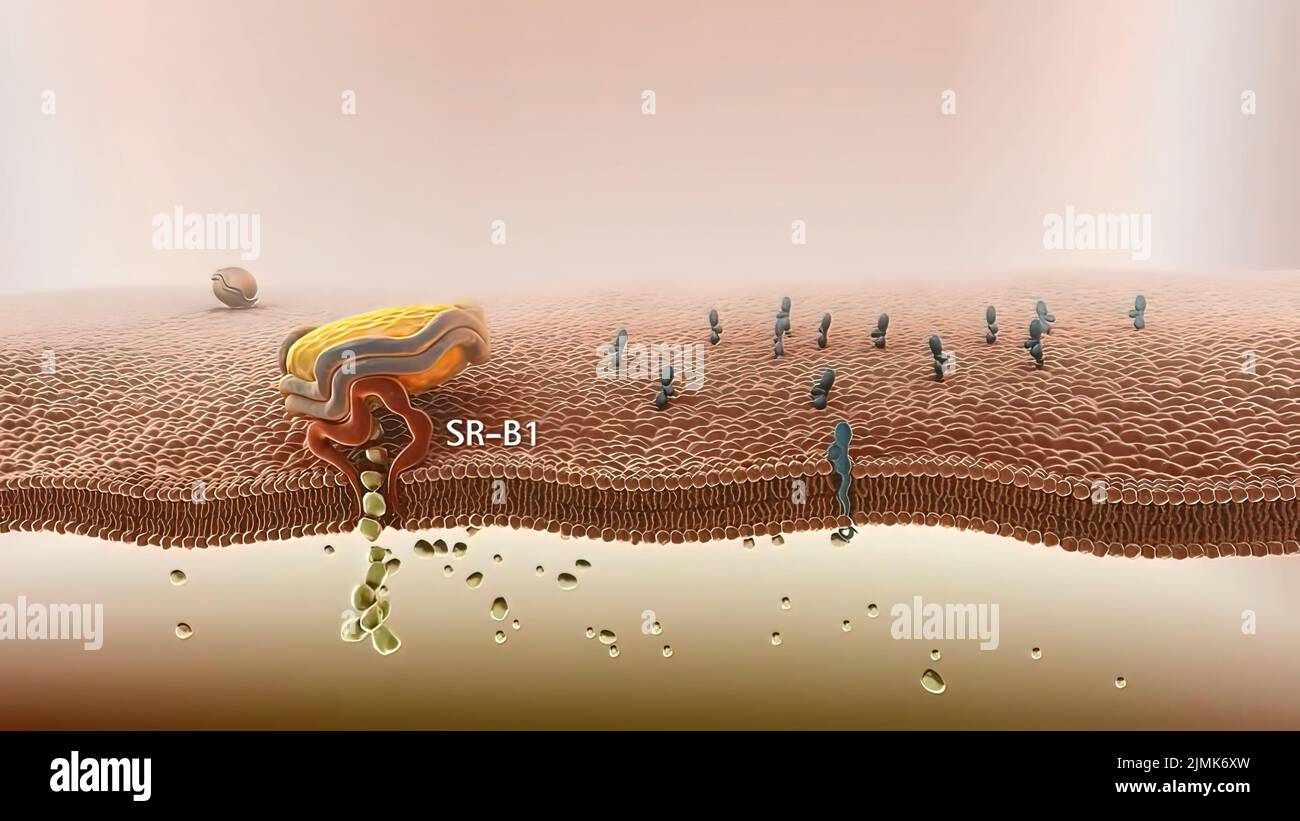 Metabolismo de lipoproteínas de alta densidad y transporte inverso de