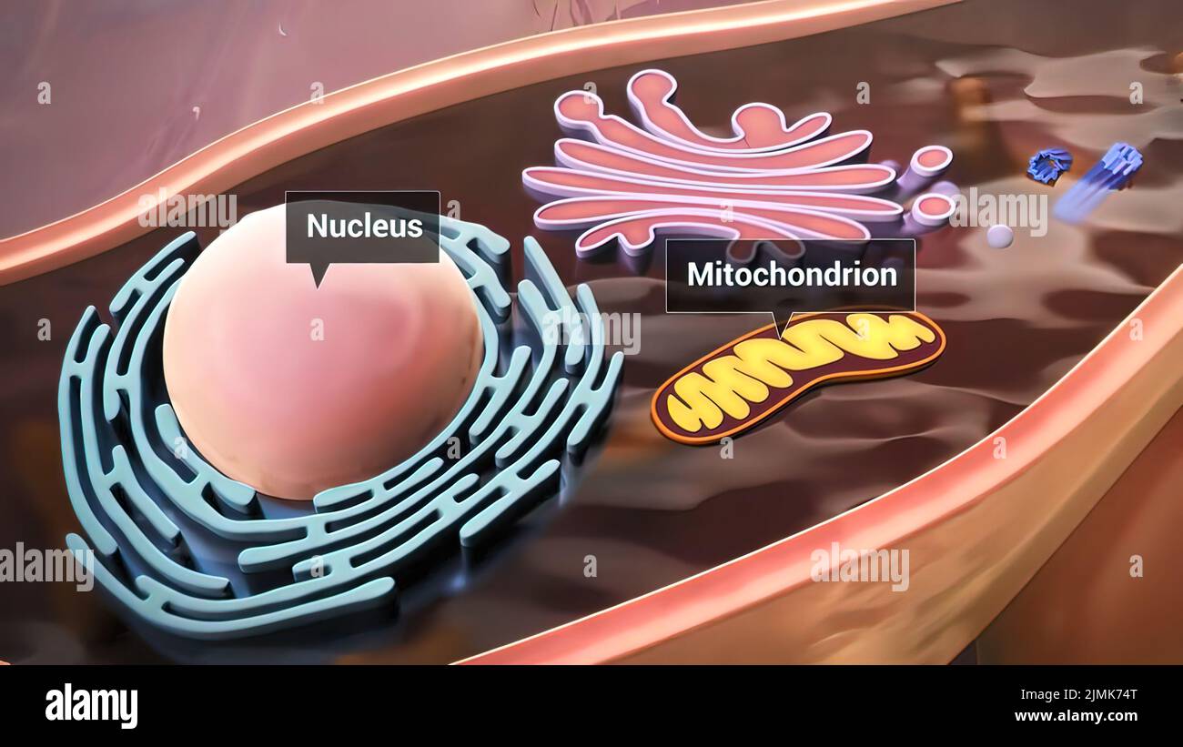 Estructura y componentes celulares, mitocondrias, núcleo y citoplasma Foto de stock