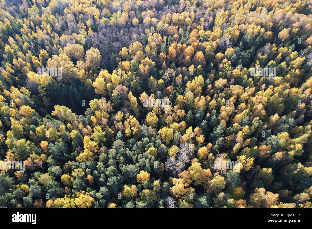 Tema forestal de otoño. Patrón de árboles amarillos en vista aérea del bosque Foto de stock
