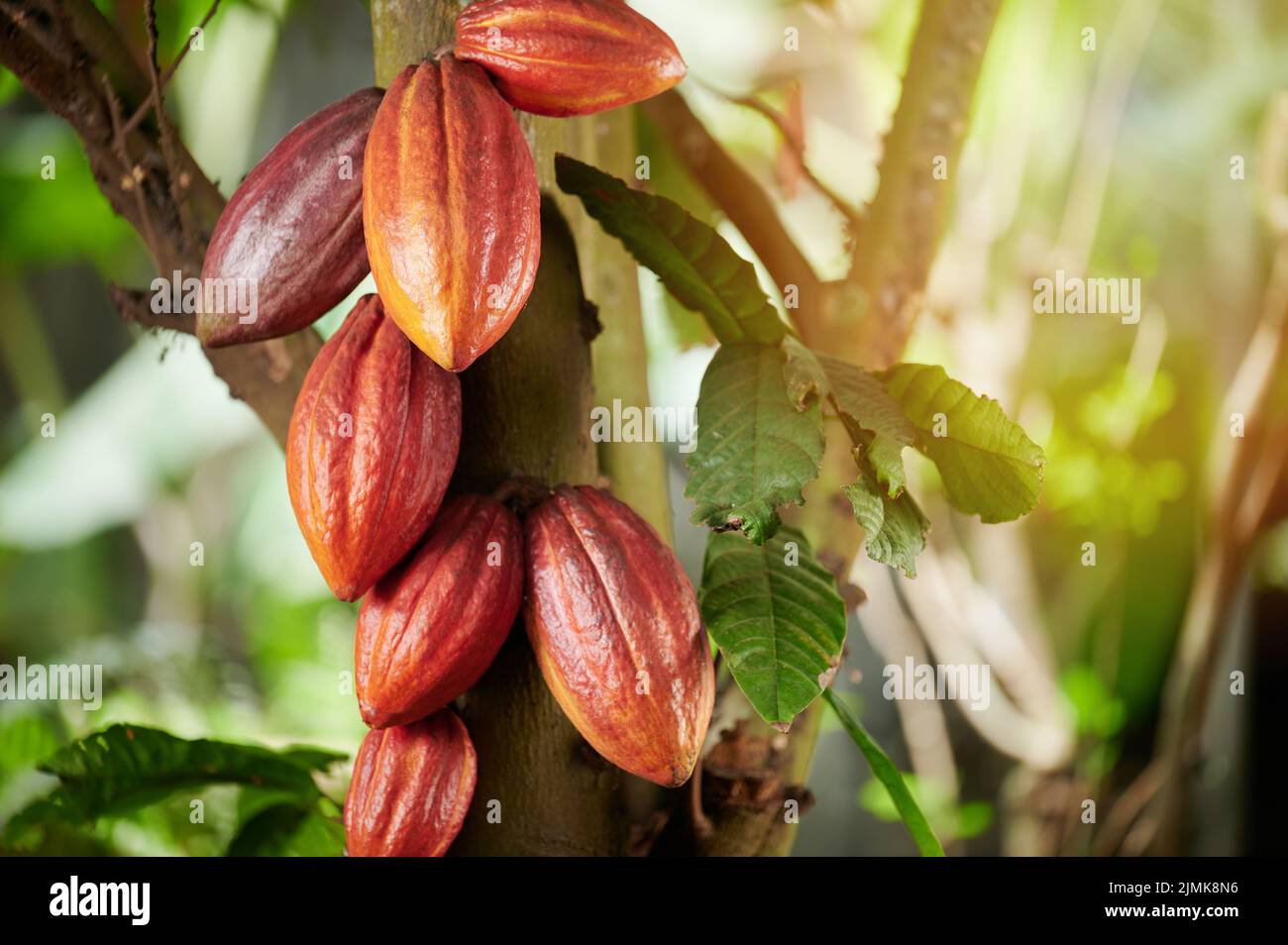 Vainas de cacao en el árbol en jardín borroso fondo soleado Foto de stock