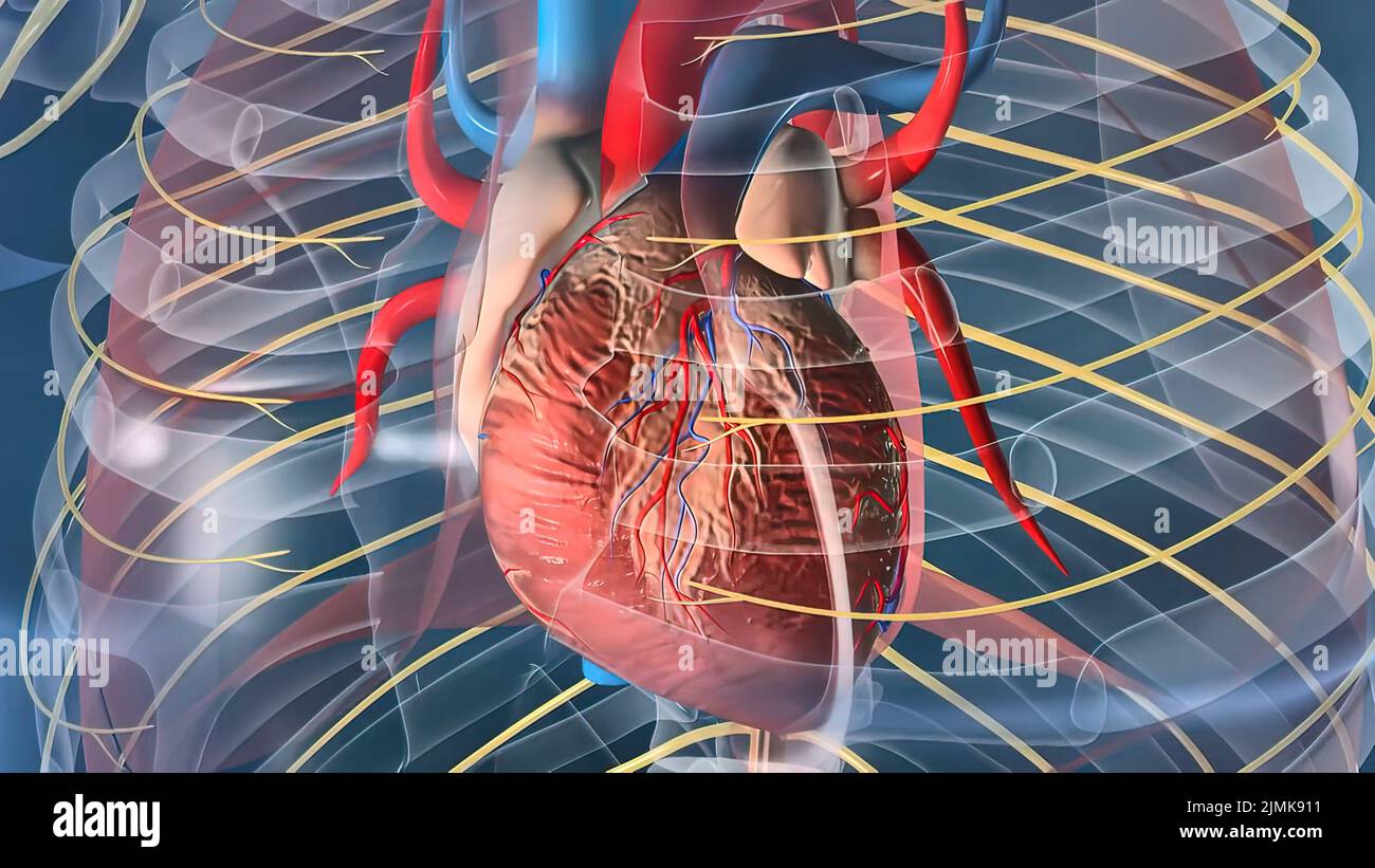 Auricula izquierda del corazón fotografías e imágenes de alta resolución -  Página 7 - Alamy