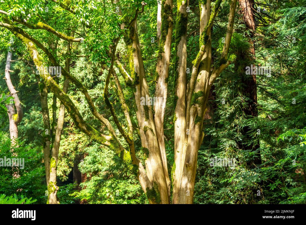 Un viejo árbol ramificado cubierto de musgo en un bosque sombrío y los rayos que caen del sol en el tronco Foto de stock
