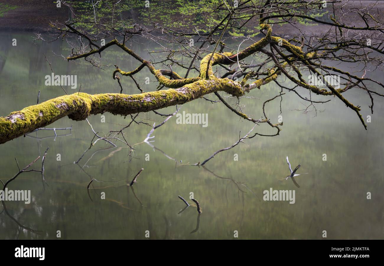 Antigua rama musgosa en un borde del lago colgando sobre el agua Foto de stock