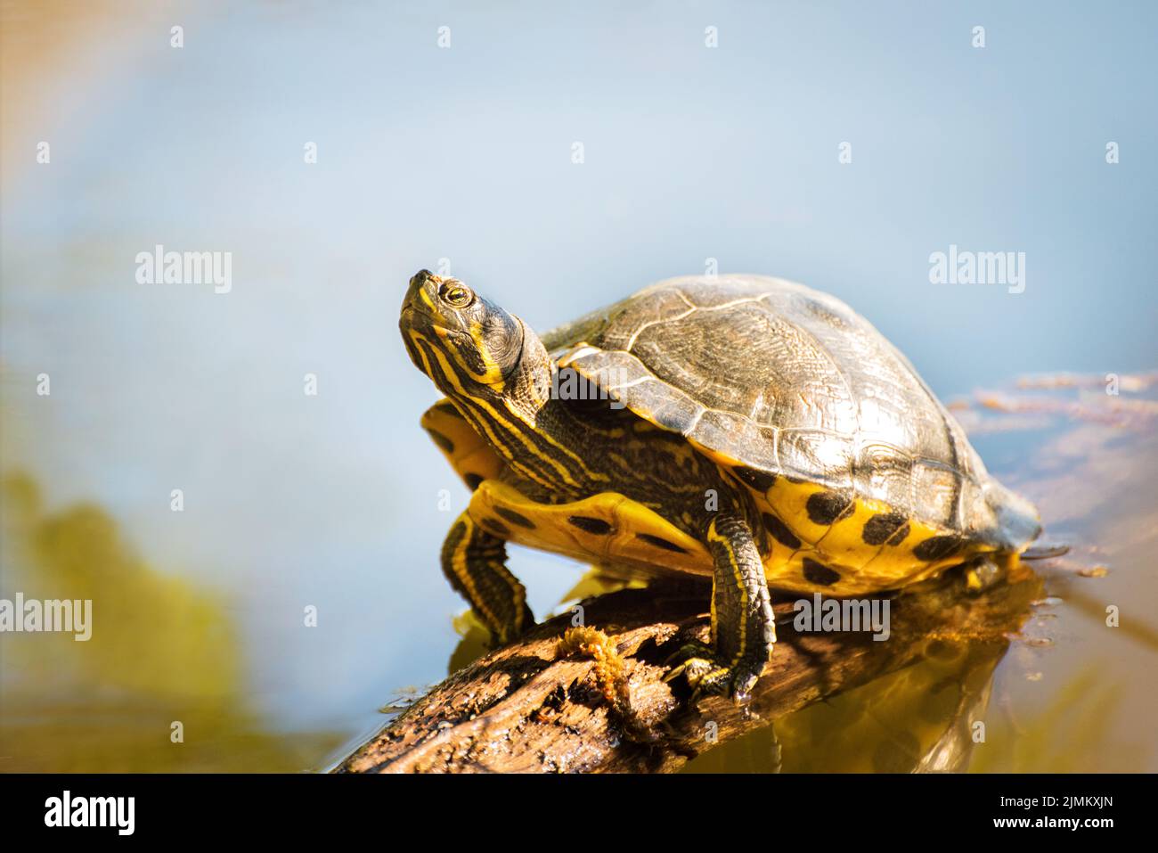 Una tortuga pintada recibe un poco de sol en un registro en un lago Foto de stock