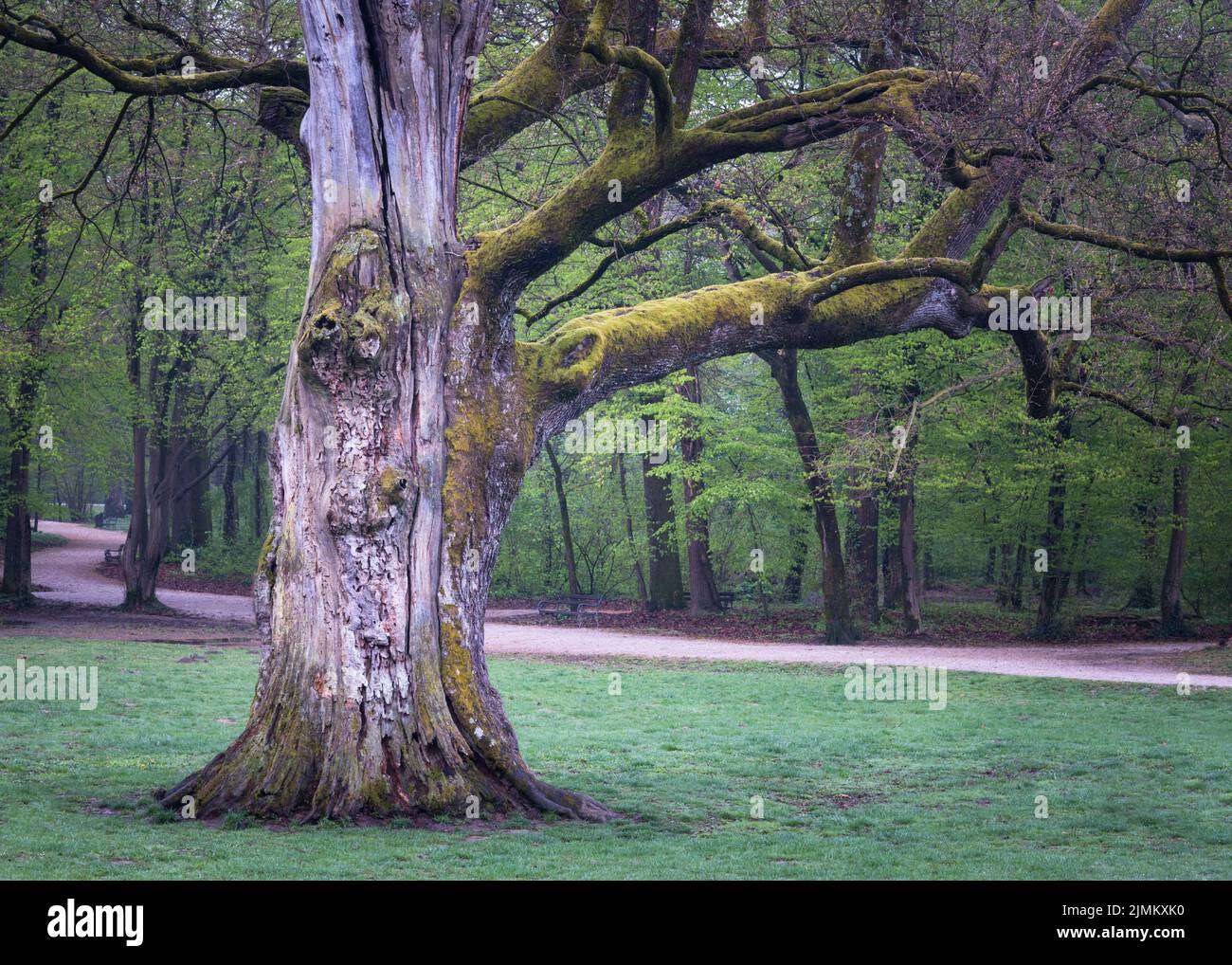 El parque Maksimir árbol más antiguo Foto de stock