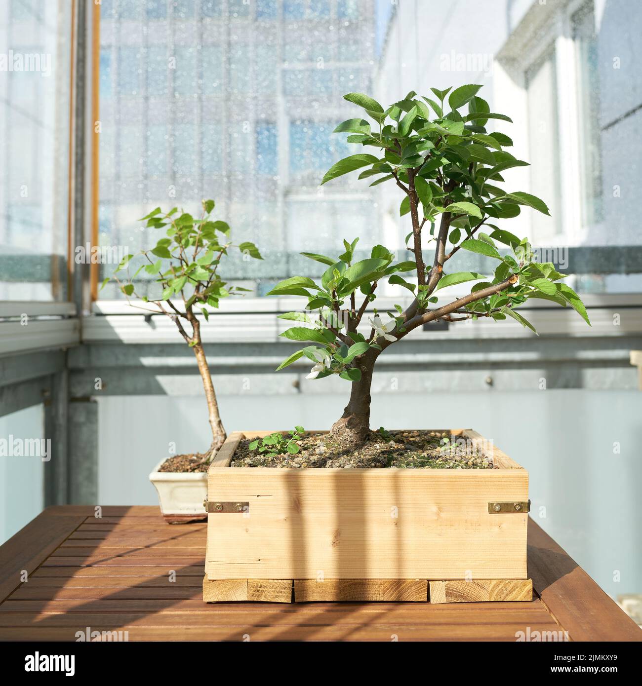 Manzano y abedul como bonsai en una mesa en el balcón Foto de stock