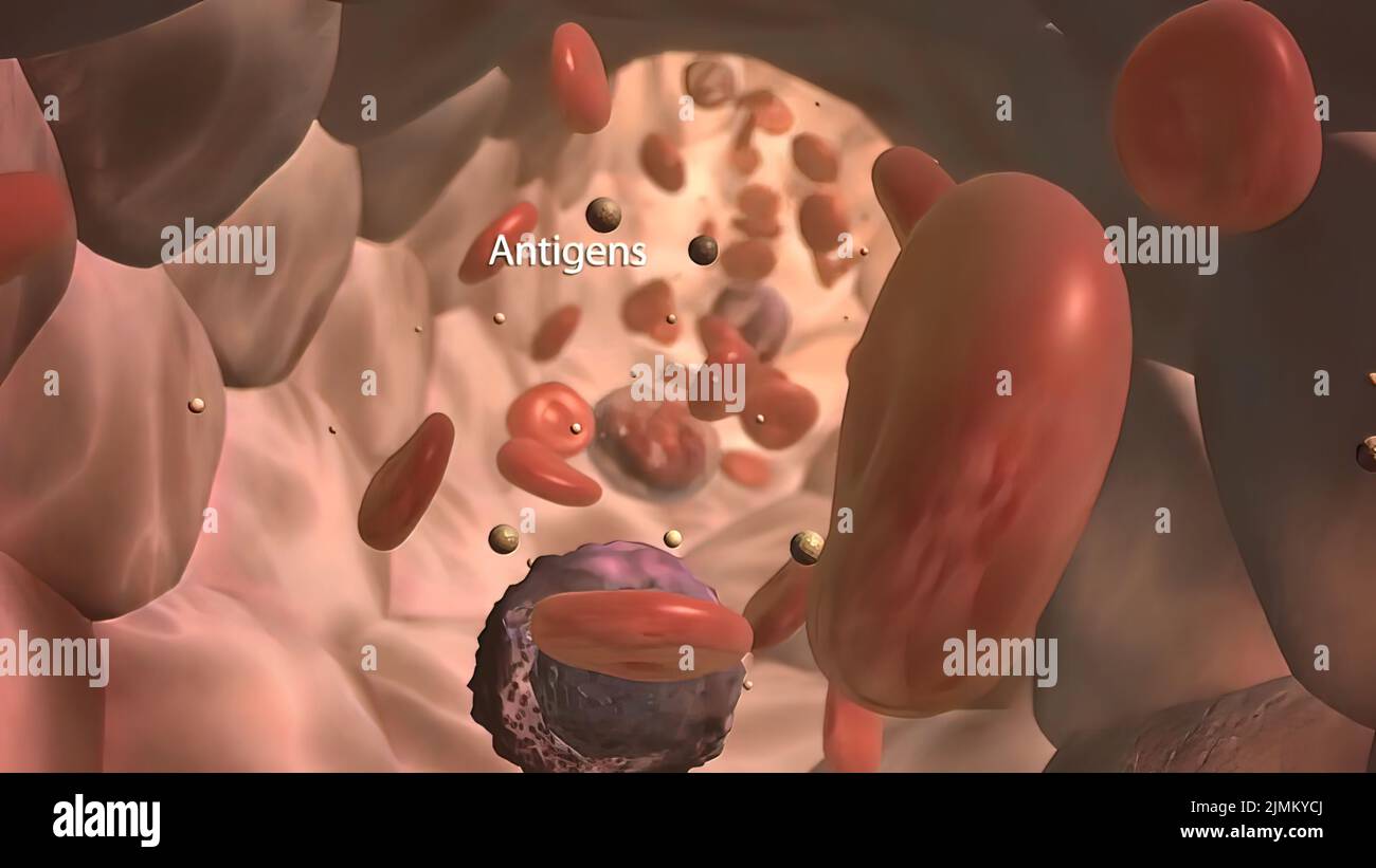 Glóbulo blanco y antígeno en el sistema inmunológico Foto de stock