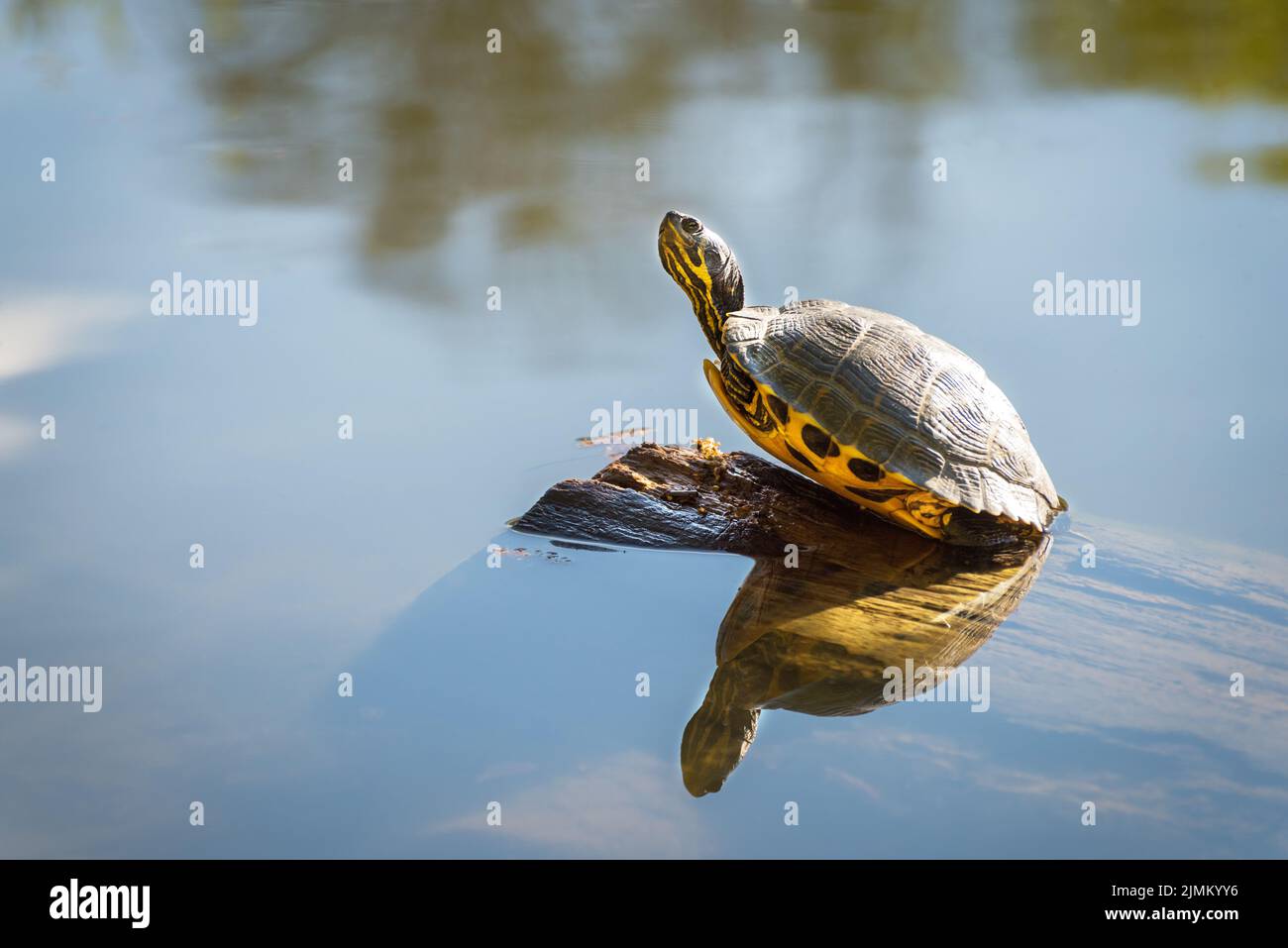 Una tortuga pintada recibe un poco de sol en un registro en primavera Foto de stock