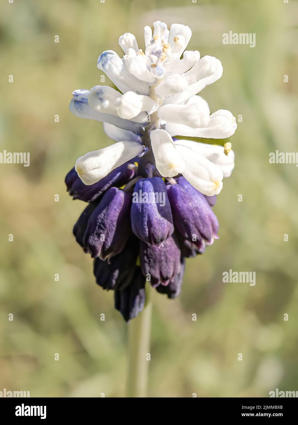 Primer plano de un jacinto azul Asparagaceae Foto de stock