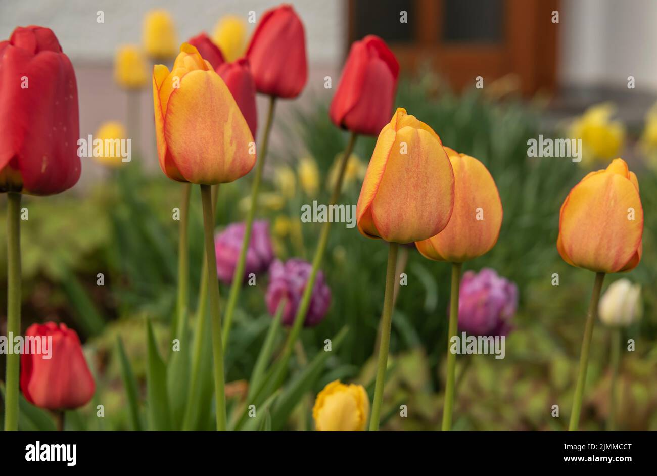 primer plano de las cabezas de flores de los tulipanes en un jardín de primavera Foto de stock