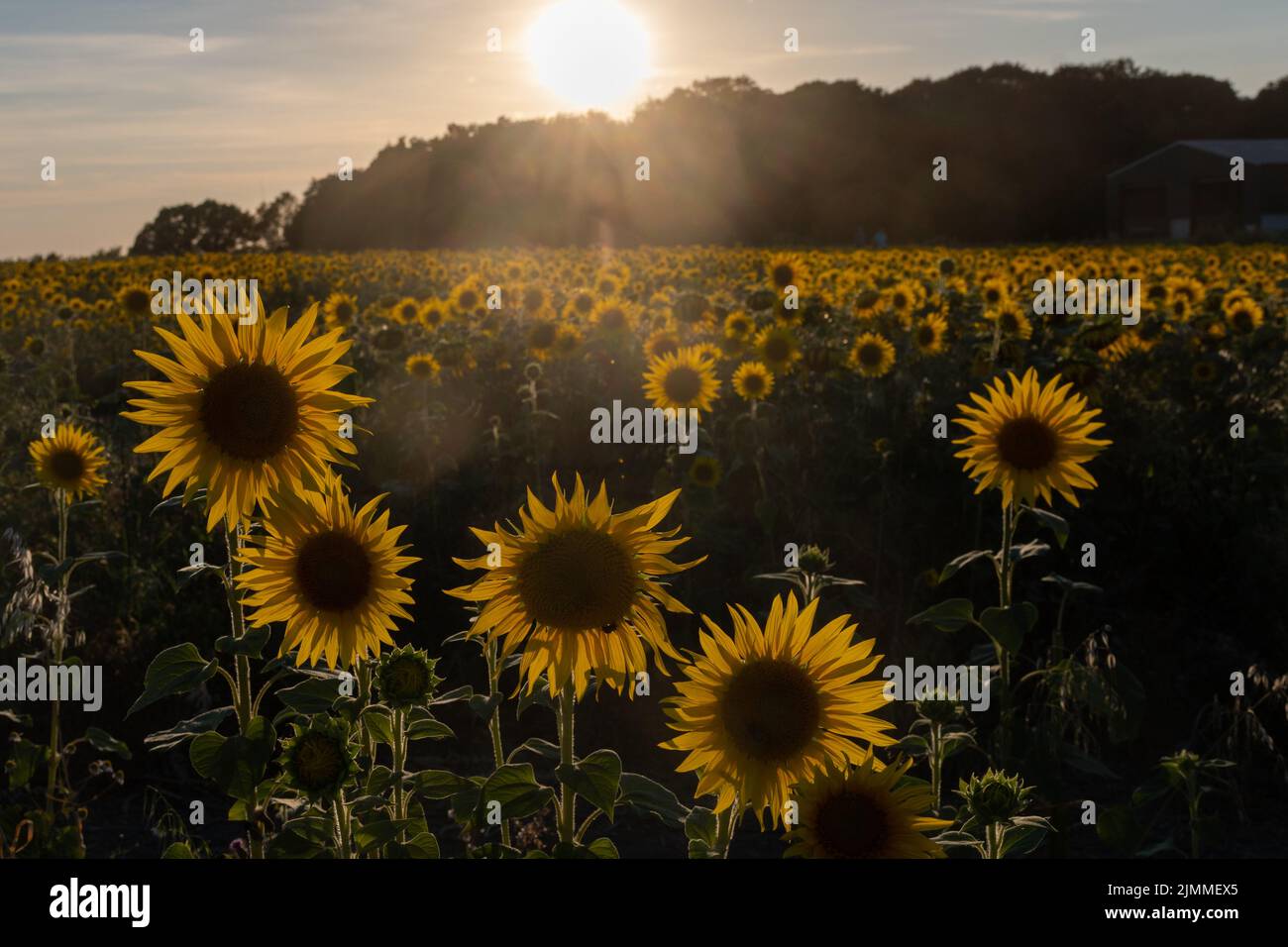 Campo de girasoles durante agosto o verano en la luz de la tarde, Hampshire, Inglaterra, Reino Unido Foto de stock