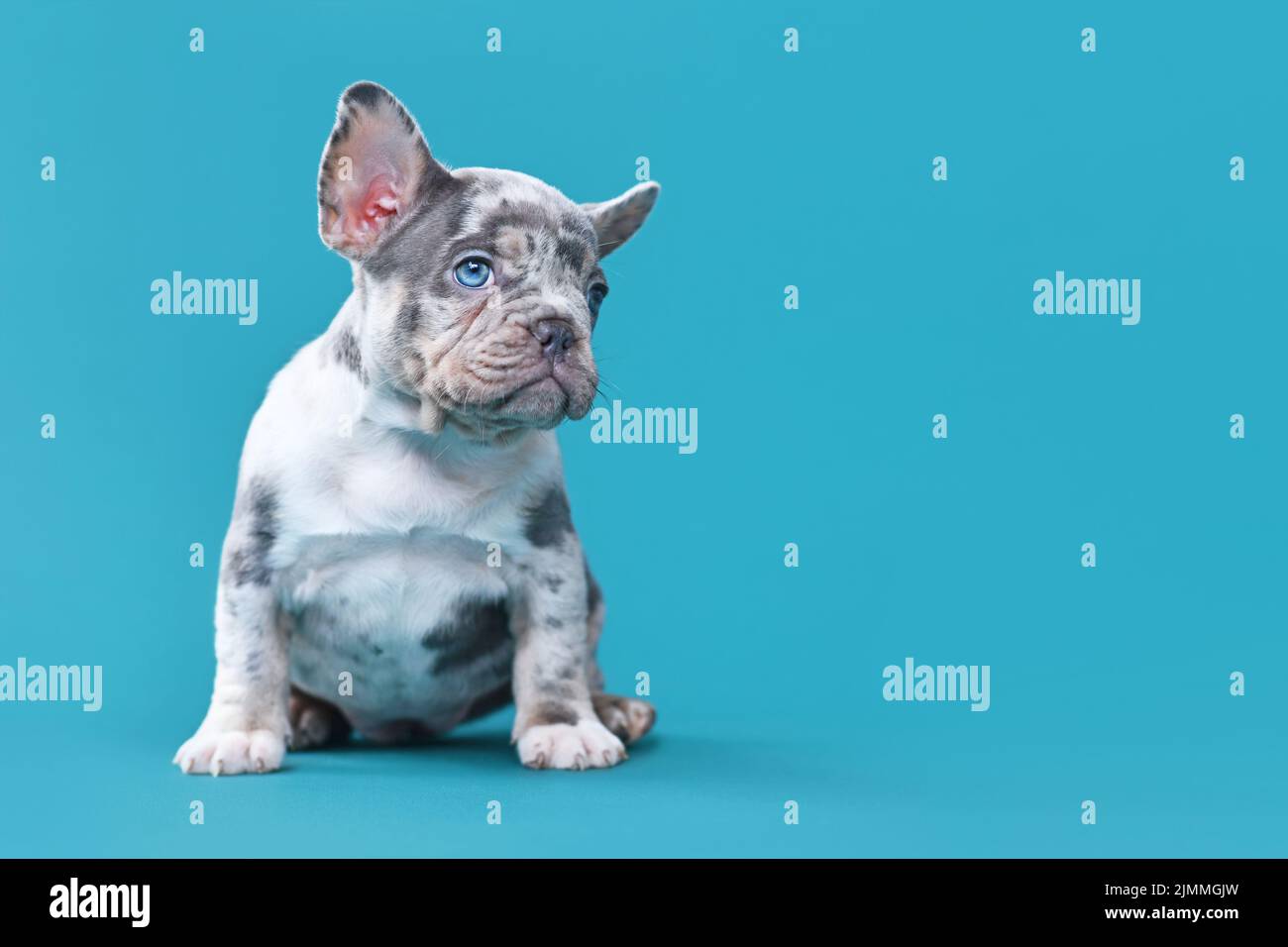 Perrito francés Bulldog perrito sentado frente a fondo azul Foto de stock