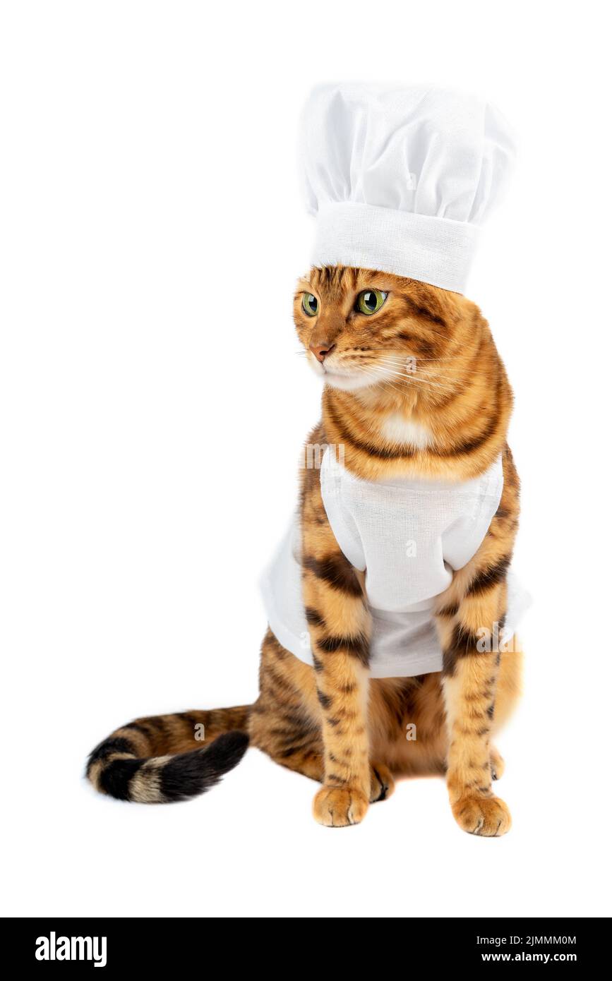 Un gato vestido como un chef se aleja de la vista Fotografía de stock -  Alamy