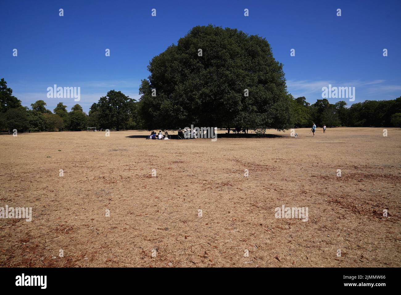 La gente se sienta bajo un árbol en Greenwich Park en Londres. Fecha de la foto: Domingo 7 de agosto de 2022. Foto de stock