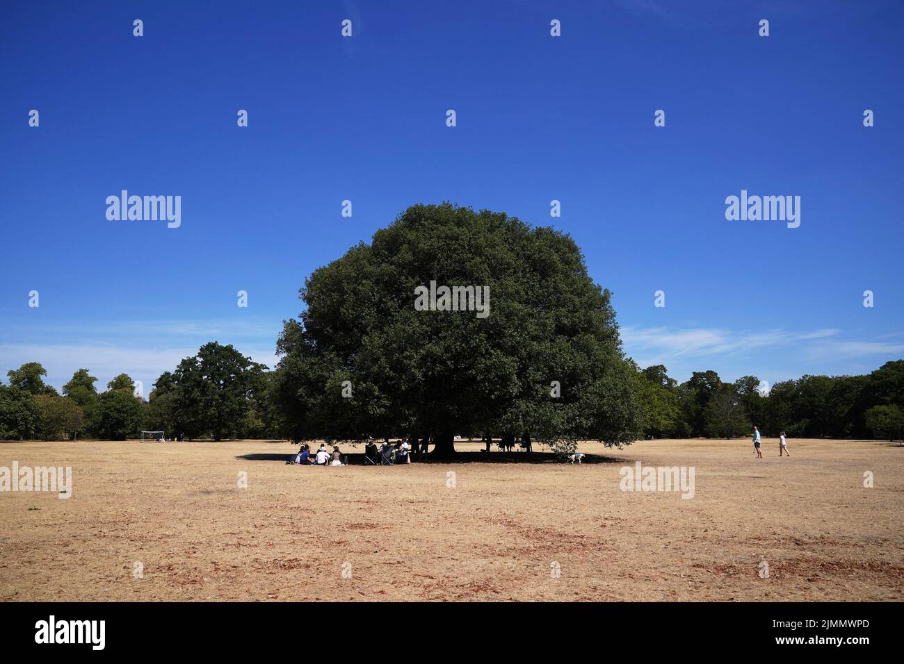 La gente se sienta bajo un árbol en Greenwich Park en Londres. Fecha de la foto: Domingo 7 de agosto de 2022. Foto de stock