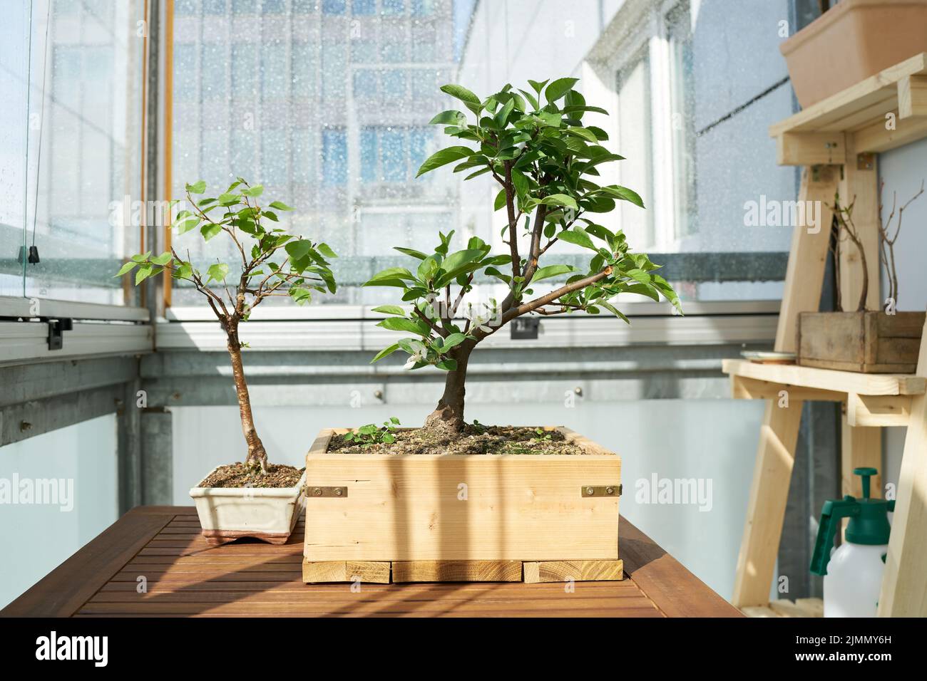 Manzano y abedul como bonsai en un balcón en la gran ciudad Foto de stock