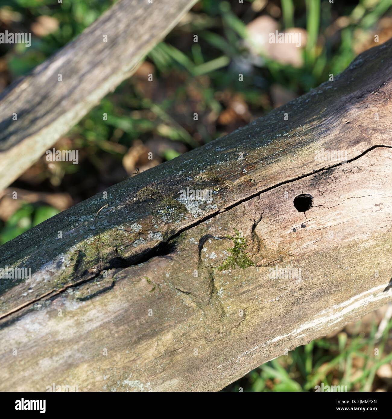 Infestación por el escarabajo asiático Anoplophora glabripennis en un tronco muerto de un arce Foto de stock