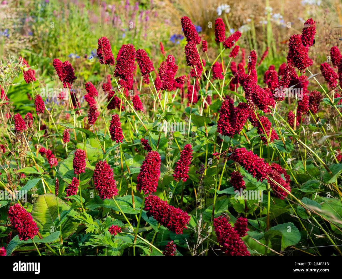 Cabezas gordas de flores rojas de verano del bistrort perenne resistente, Persicaria amplexicaulis 'Dikke Floskers' Foto de stock
