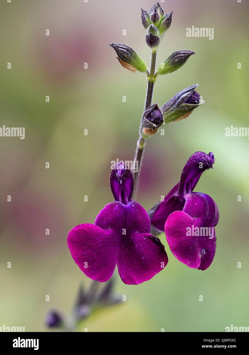 Las flores púrpuras de la salvia semirresistente, Salvia x jamensis 'Nachtvlinder', se llevan desde principios del verano hasta el otoño Foto de stock