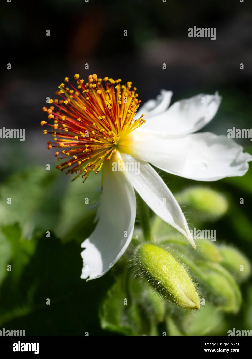 Flor blanca de pétalos con estambres rojos y amarillos prominentes del tierno arbusto perennifolio, Spirmannia africana Foto de stock