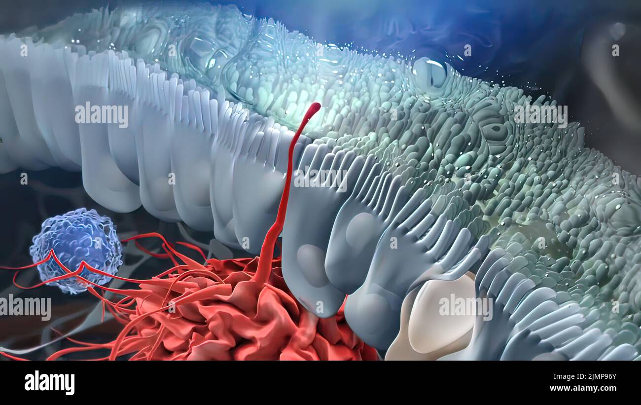 Células de la inmunidad innata fotografías e imágenes de alta