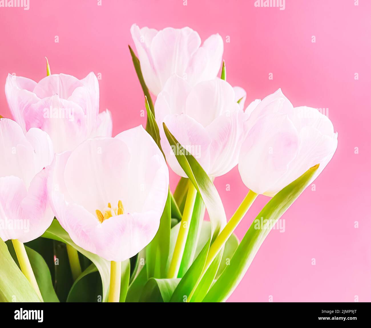 Ramo de tulipanes blancos sobre fondo rosa, flores hermosas y concepto de regalo floral Foto de stock
