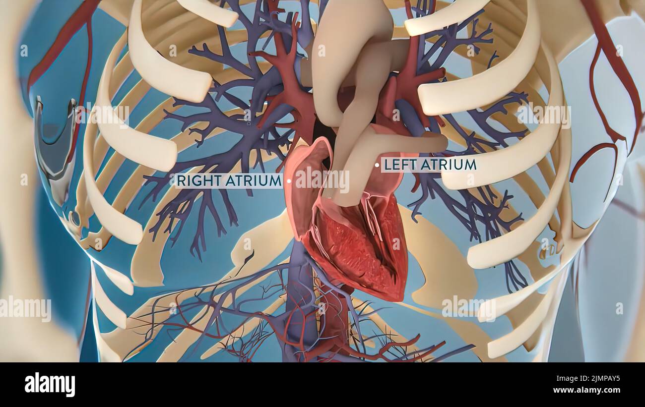 Corazón humano, anatomía realista Modelo 3D del corazón humano en el