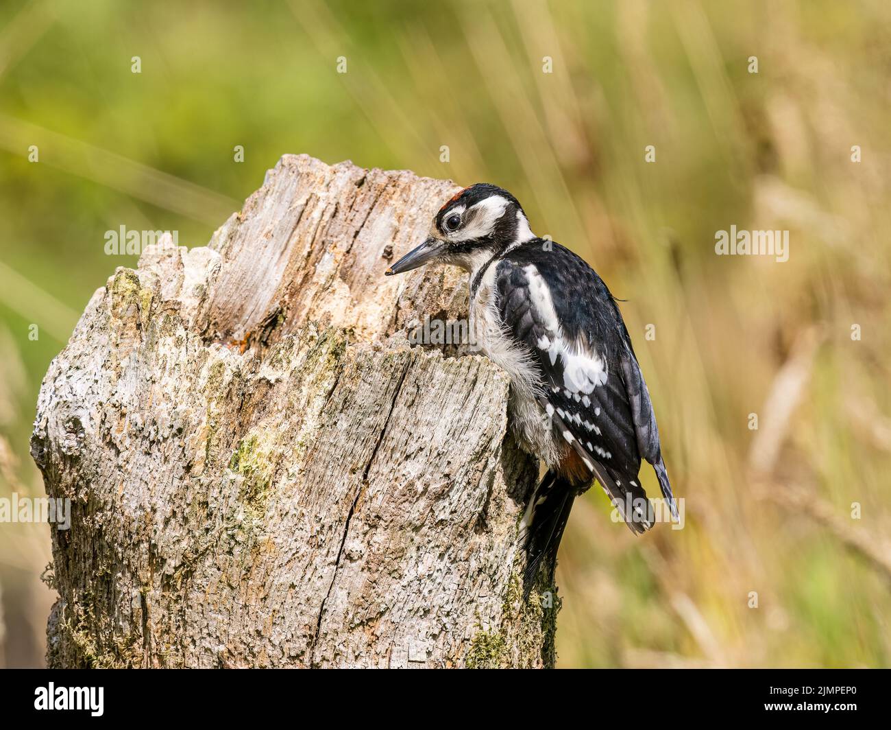 Juveniles de pájaro carpintero con manchas grandes forrajeando al sol de mediados del verano en el centro de Gales Foto de stock