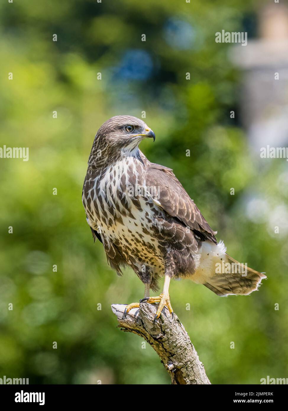 Buzzard forrajeando a mediados del verano en el medio de Gales Foto de stock