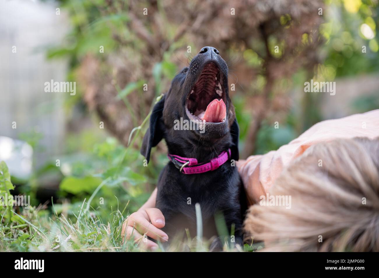 Adorable cachorro labrador negro retriever tumbado en un bostezo de hierba con un niño pequeño a su lado. Foto de stock