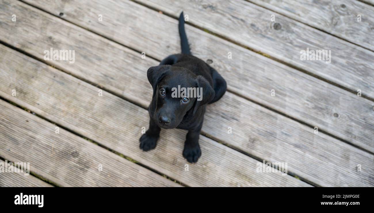 Vista superior del adorable perrito labrador negro sentado en el suelo de madera mirando hacia la cámara. Foto de stock
