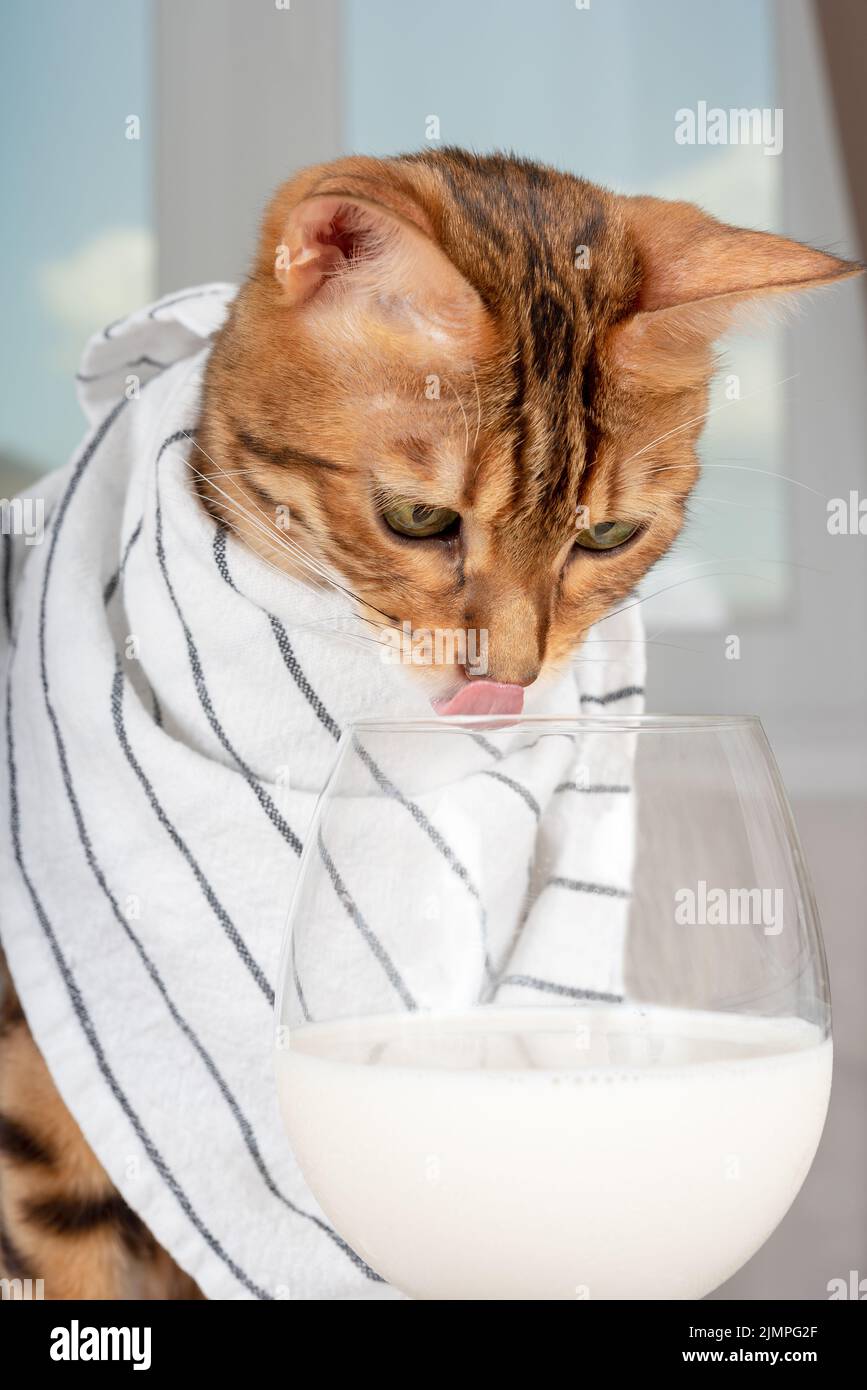 Gato de pura raza lame sus labios cerca de un vaso de leche Foto de stock