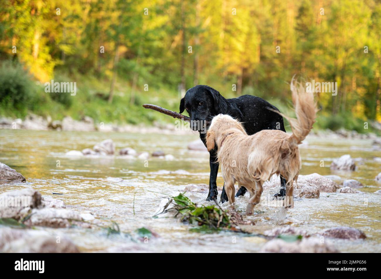 Dos perros simpáticos jugando con un palo en el río en la hermosa naturaleza estival. Foto de stock