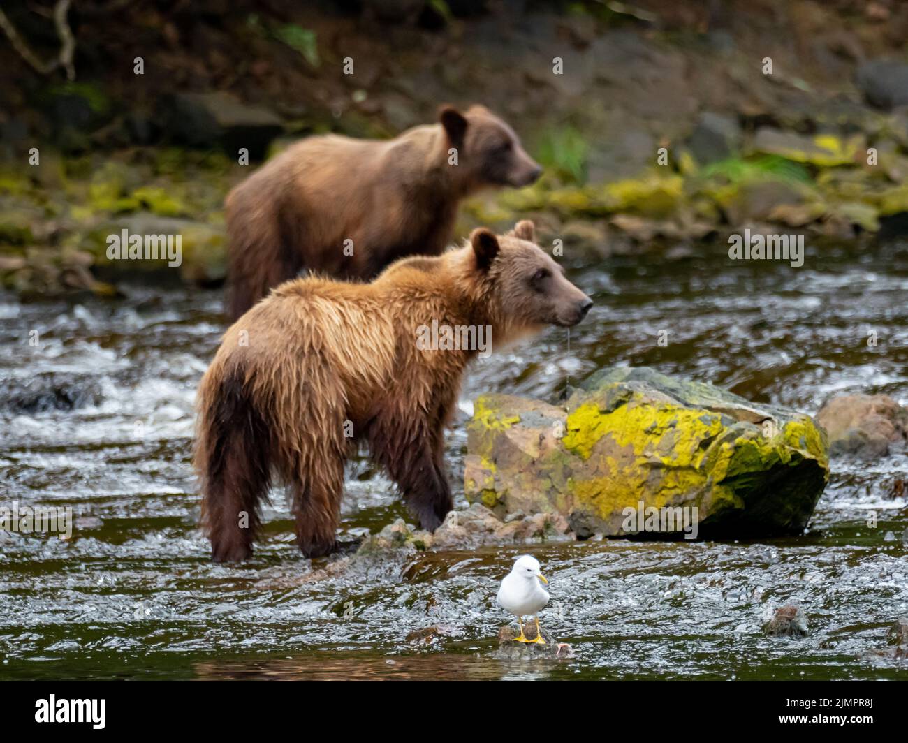 Oso marrón, arctos de Ursus, la captura de salmón en un río en el sudeste de Alaska, EE.UU Foto de stock